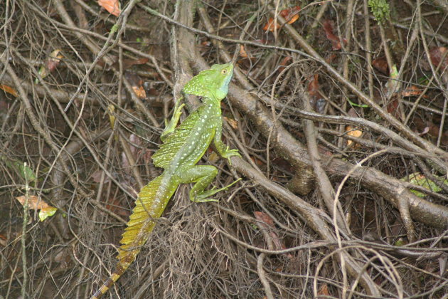 Jesus Christ Lizard