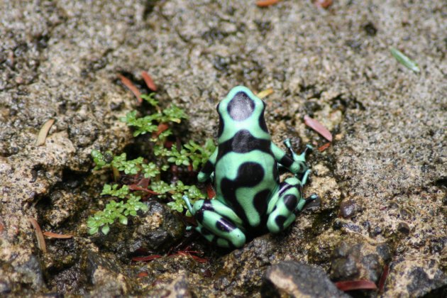 Groen-zwarte gifkikker