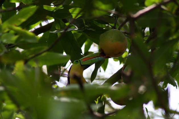 Toekan met mango