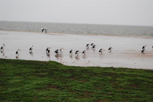 Pelikanen lake Albert Meningie