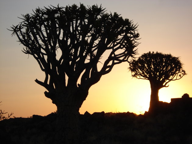 Kokerbomen bij zonsondergang