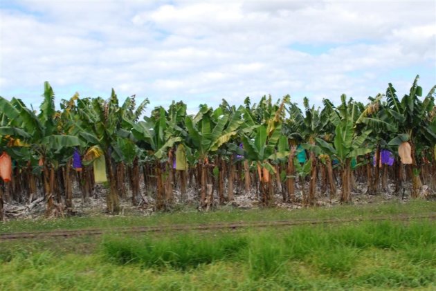 Bananenplantage N Queensland