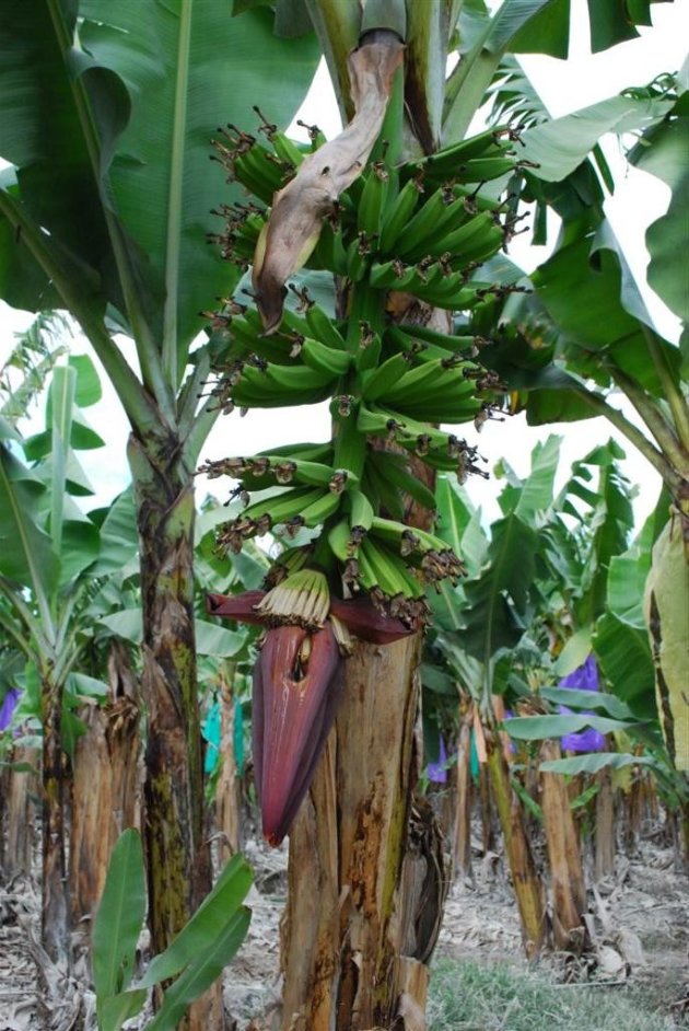 Banaan in bloeiN Queensland