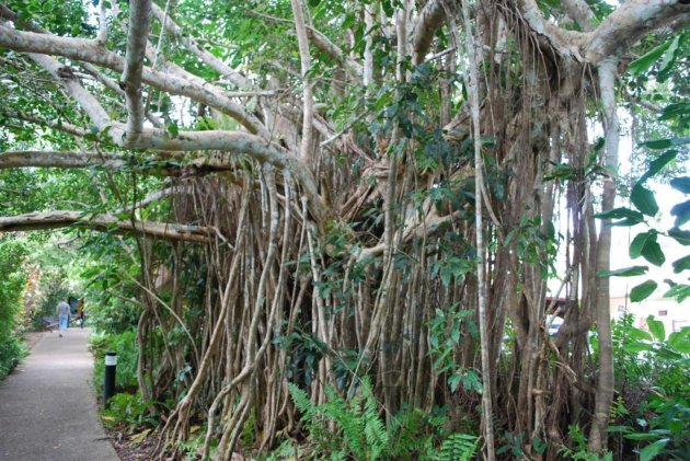 Grillig wortelstelsel van boom in Karunda