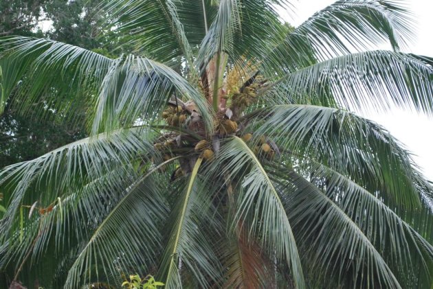 Palm met cocosnoten