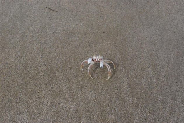 Krabje op het strand can Newell beach