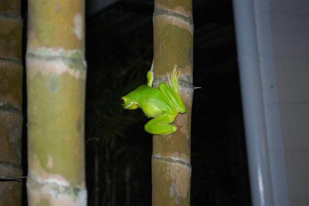 White lipped tree frog