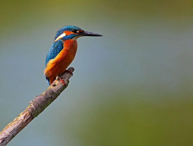 IJsvogel wacht op een prooitje...