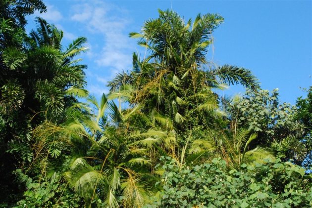 begoeiing langs daintree