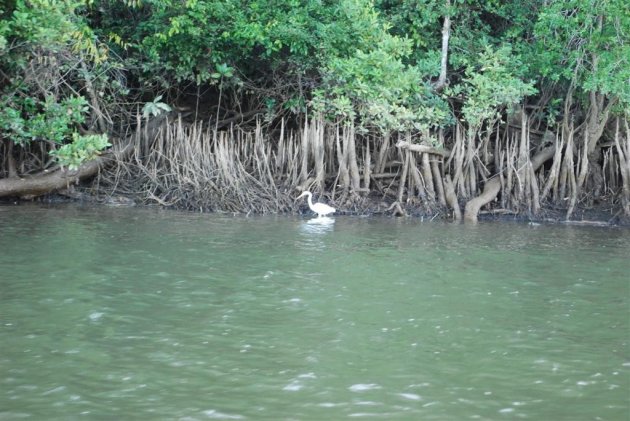 Reiger op jacht in Daintree iver