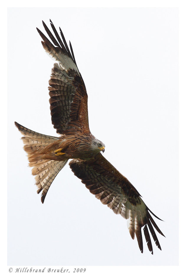 Red Kite