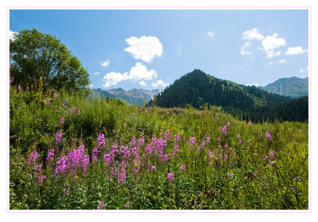 Bloemen in Big Almaty Valley