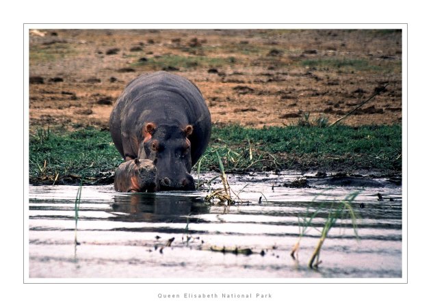 Baby hippo