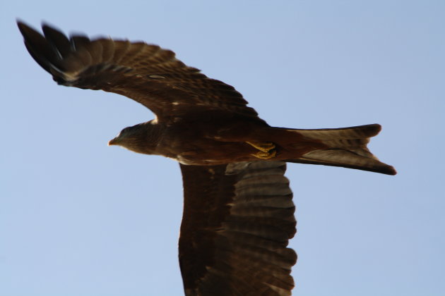 De onderkant van de black kite