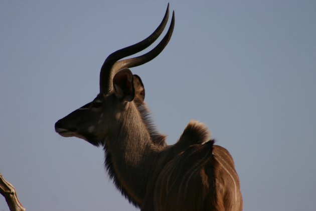 Kudu