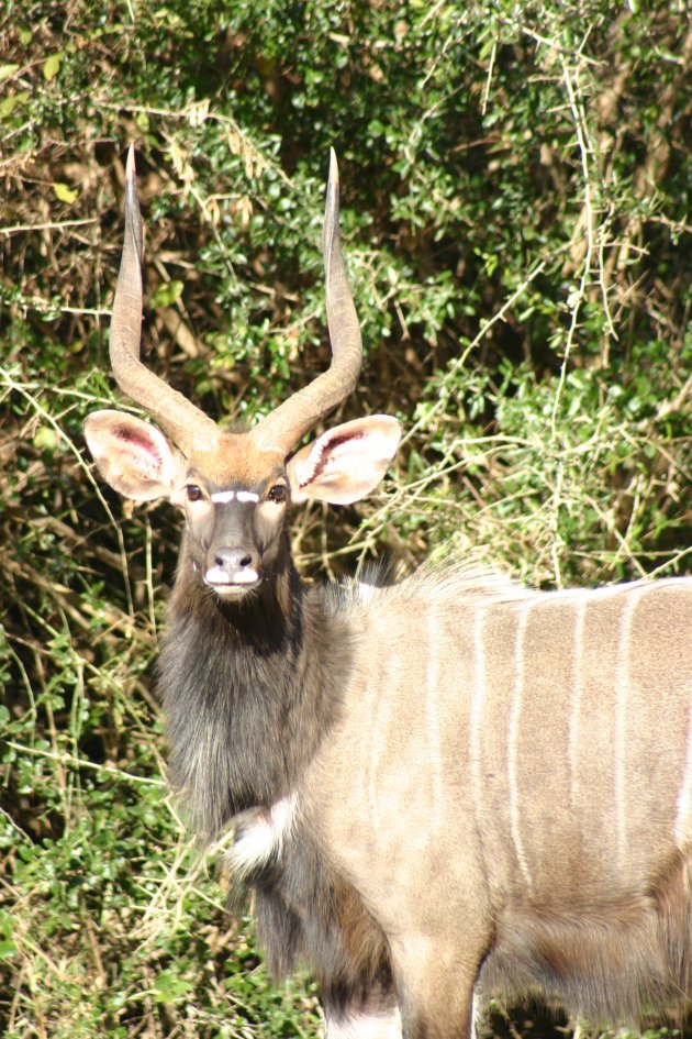 Nyala