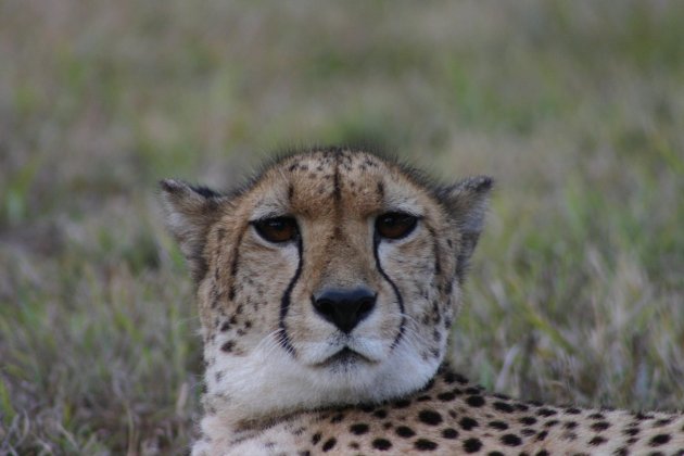 Cheetah