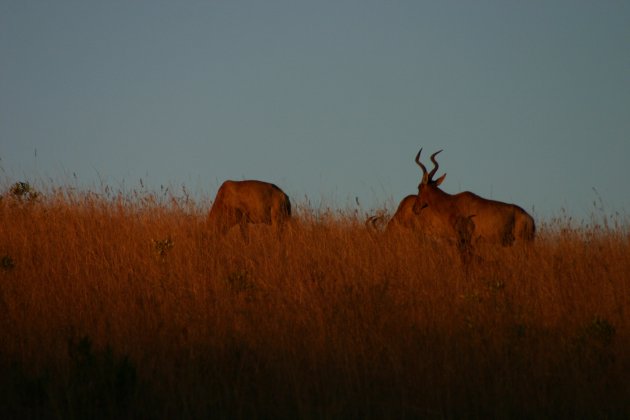 Red Hartebeest