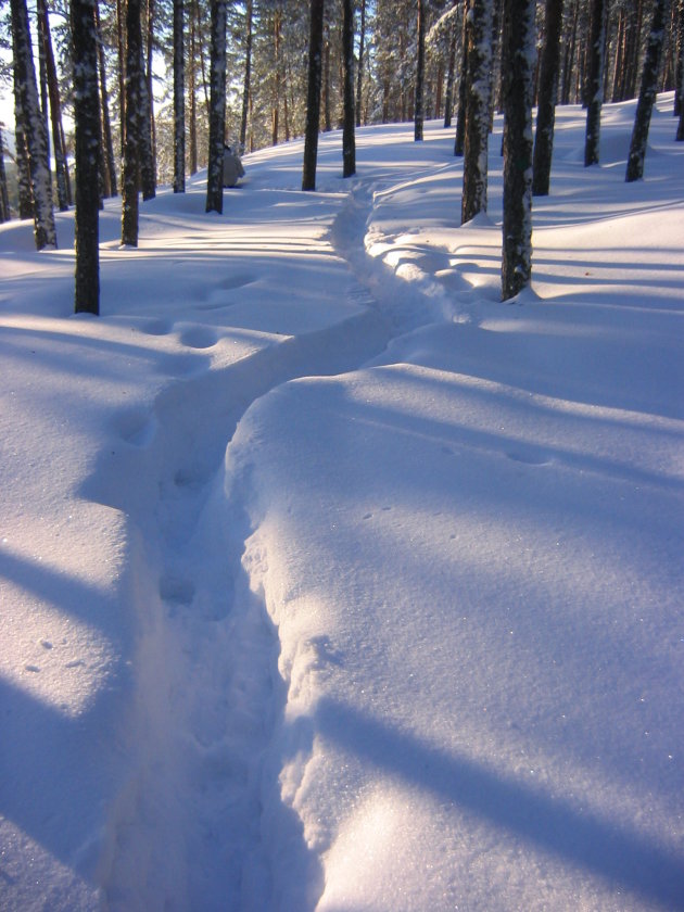 In de bossen bij Kuopio