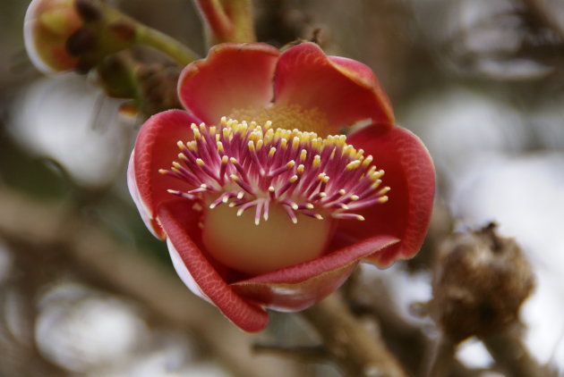 Cannon ball tree (Couroupita guianensis)