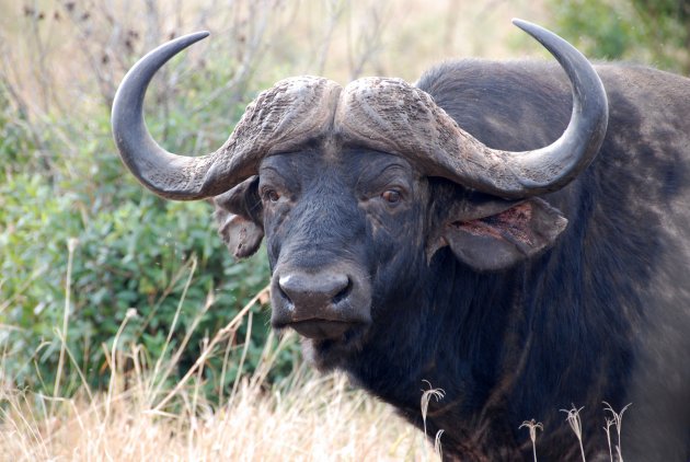 Buffel