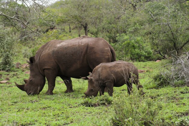Rhino and Rhino Baby