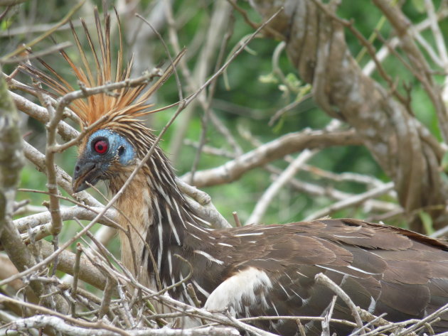 Paradijsvogel op de Rio Yacuma