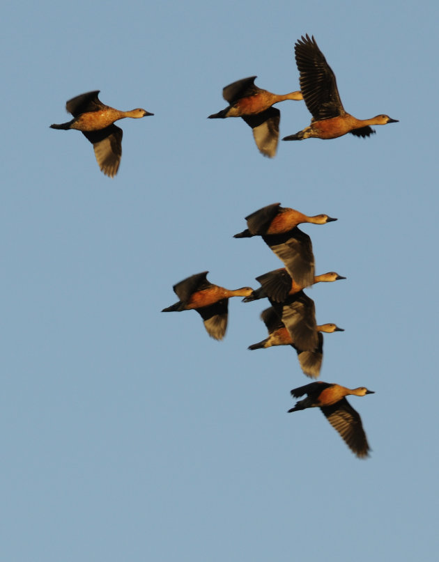 Plumed whistling ducks