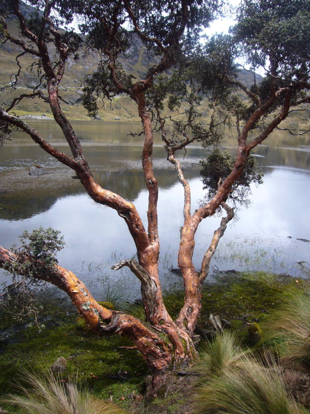 Parque Natural Cajas