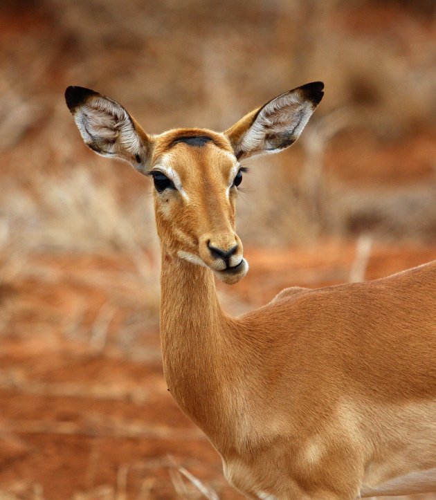 Impala