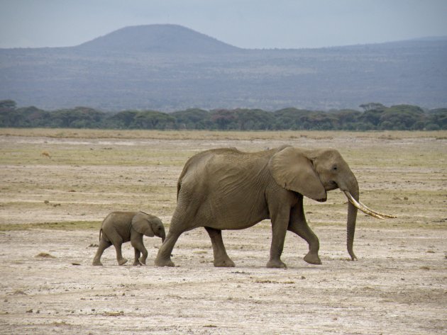 Olifant en jong