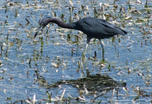 zwarte reiger