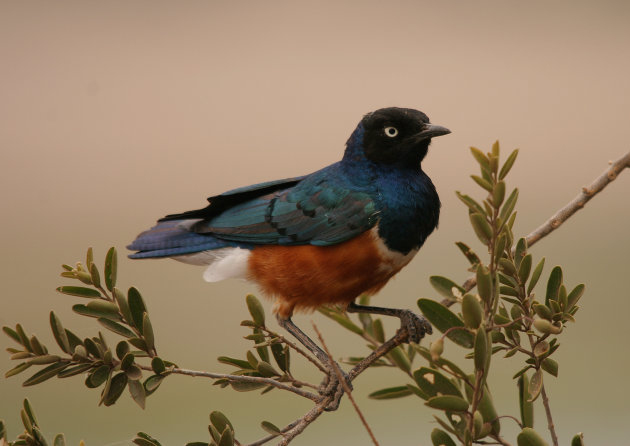 Superb Starling