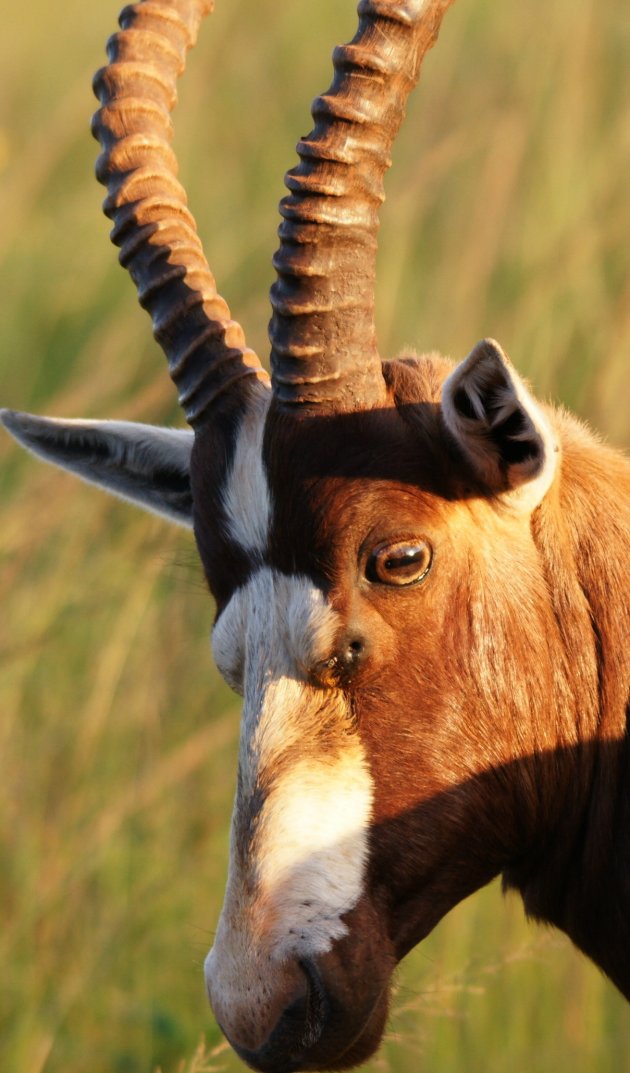 Blesbok