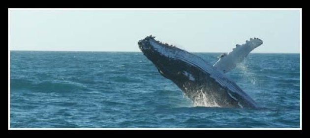 Humpback Whale in actie