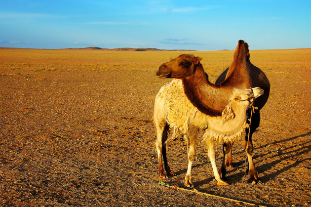 Weeping Camel