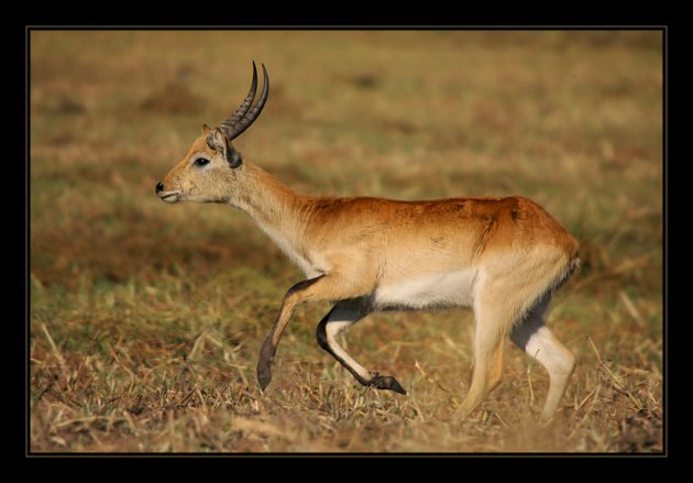 Litschiewaterbok