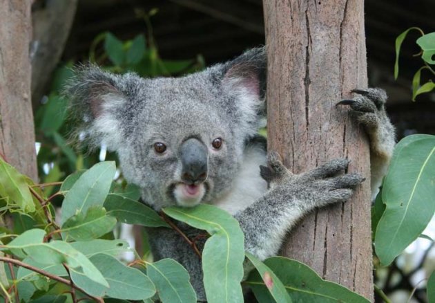 Koala in actie