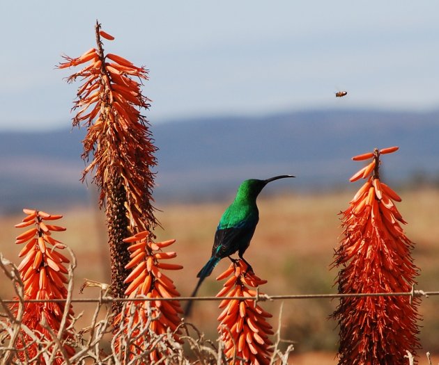 De bloemetjes, de bijtjes .... en de vogel