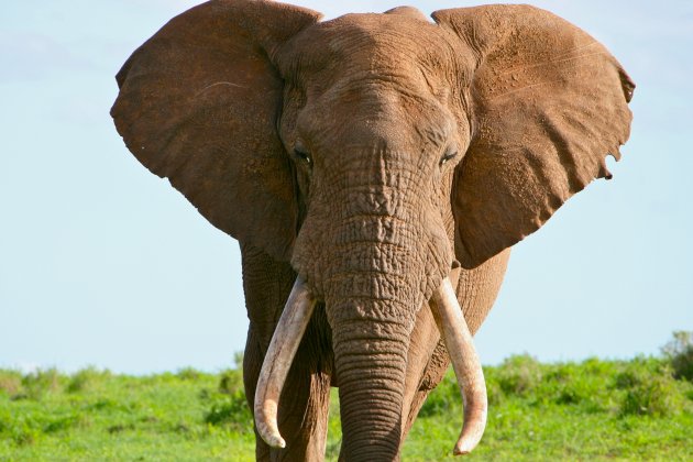 Addo Elephant National Park