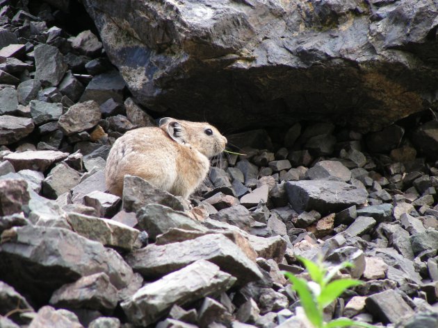 Pika Pika