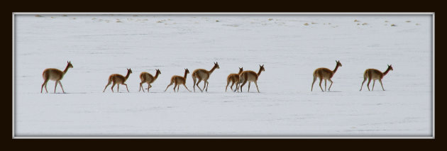 panorama, vicuna's