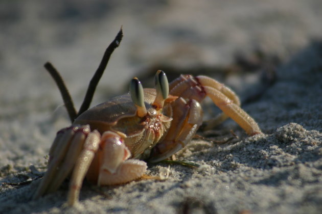 Crab