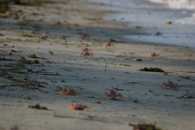 Crab Migration 