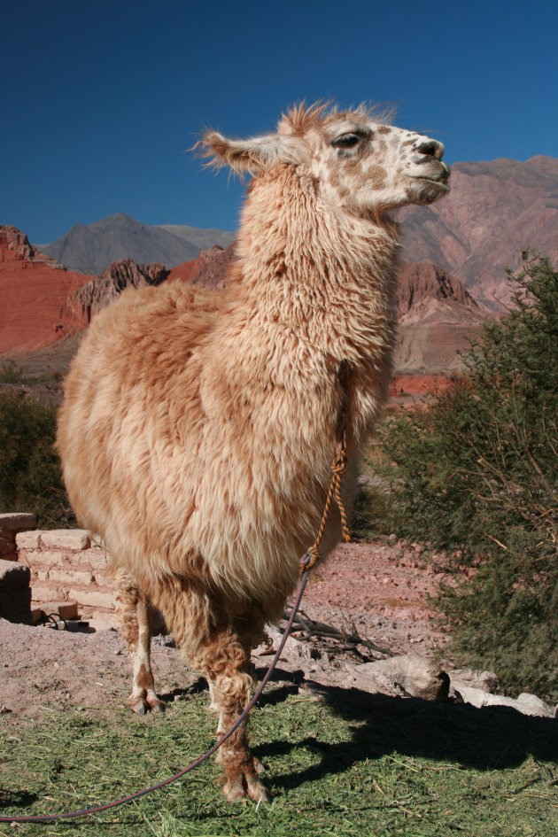 Llama in Salta