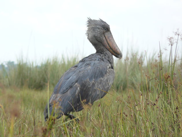 Shoebill