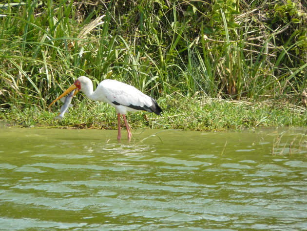 Yellow-billed Stork