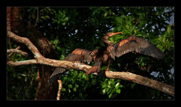 In het zonnetje - Tortuguero NP