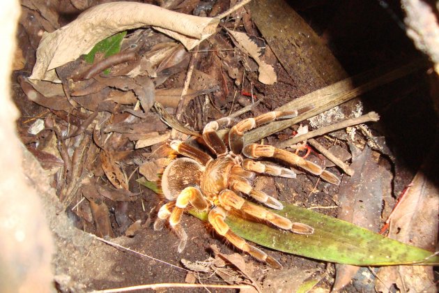 Tarantula in zijn hol