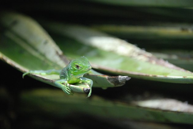 jonge groene leguaan